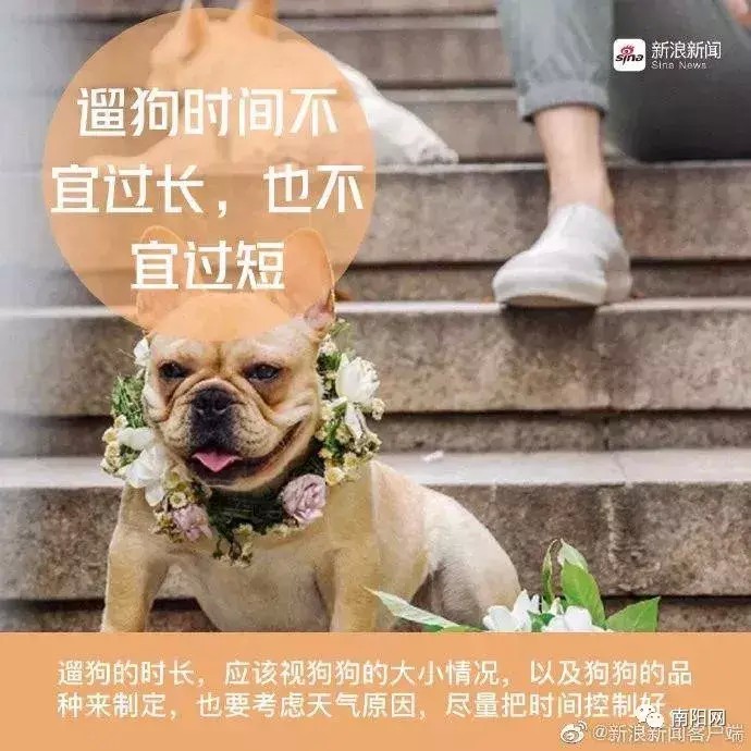 狗狗也疯狂！南阳仅一个区每天就有40人打狂犬疫苗