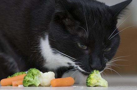 猫咪太胖了会怎么样