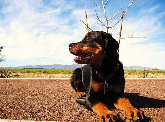 犬种百科之罗威纳犬