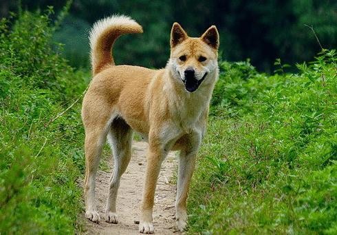 犬种百科之中华田园犬