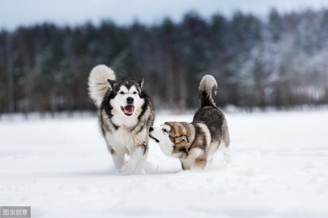 介绍犬种科普 阿拉斯加犬