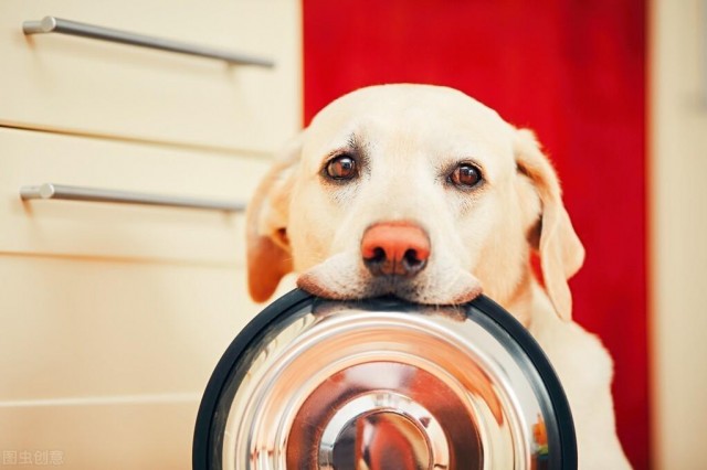 适合别人的狗狗并不一定适合你！盘点受欢迎犬种的优缺点