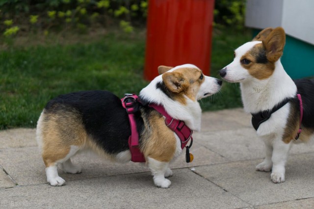 适合别人的狗狗并不一定适合你！盘点受欢迎犬种的优缺点