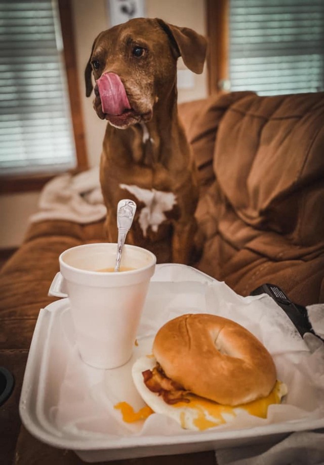 狗粮袋乱放差点杀死狗狗！不要忽视食物包装袋的危害