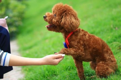 你对贵宾犬的技能训练了解多少？你的狗，学到了多少？