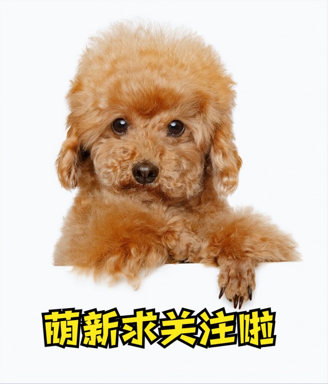 每天聊一狗之泰迪犬